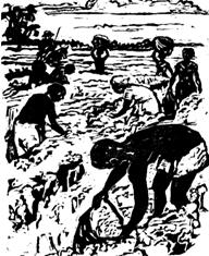 dessin de noirs dans les champs